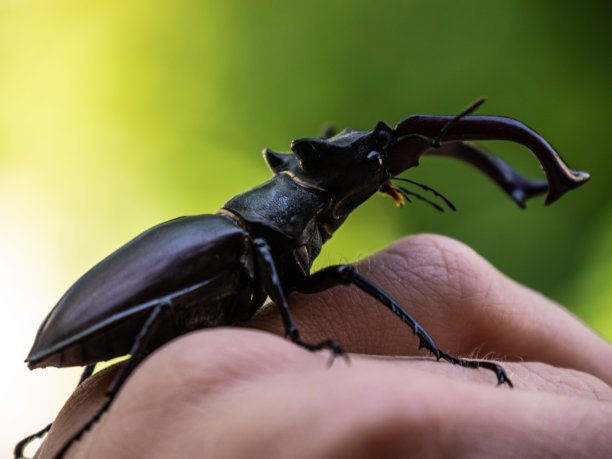 lucanus