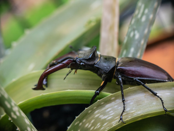 lucanus