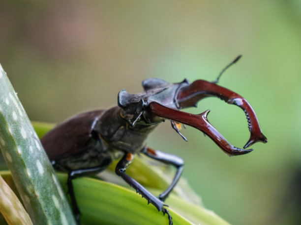 lucanus