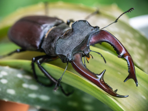 lucanus