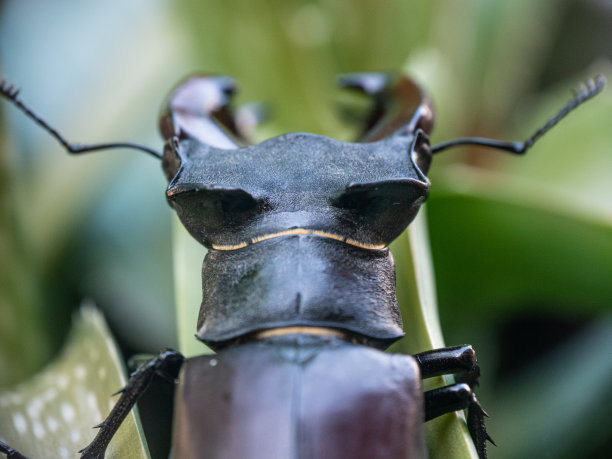 lucanus