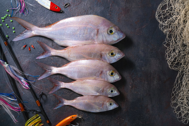 snapper
