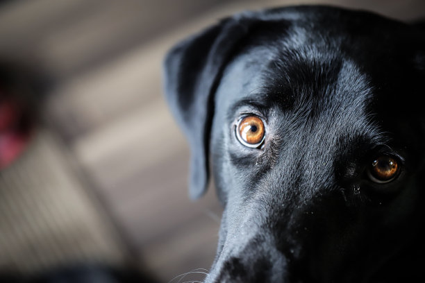 stare