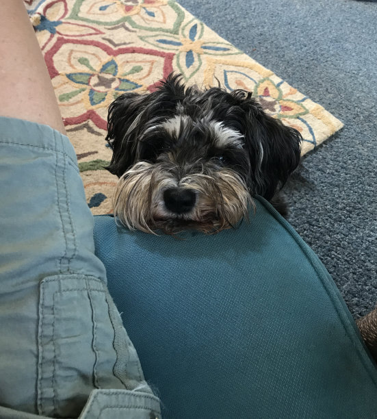 schnauzer