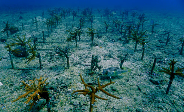 corals