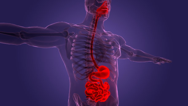 digestion