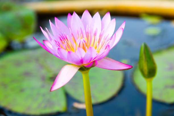 荷叶荷叶背景荷叶广告