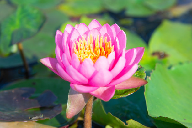 荷叶荷叶背景荷叶广告