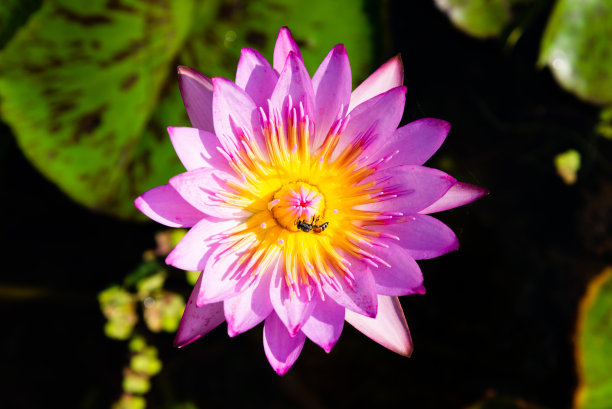 荷叶荷叶背景荷叶广告