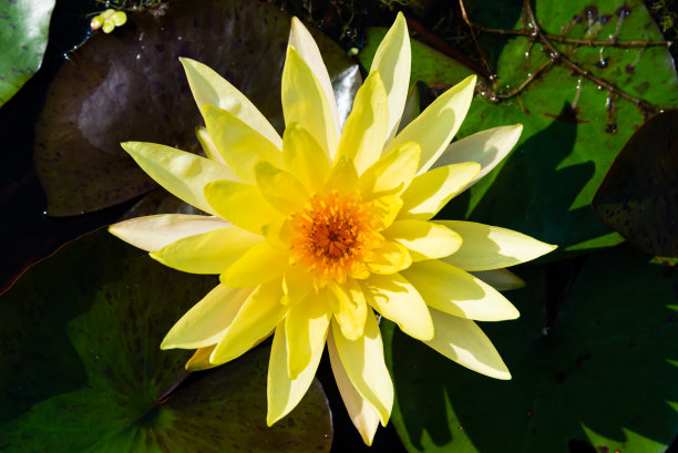 荷叶荷叶背景荷叶广告