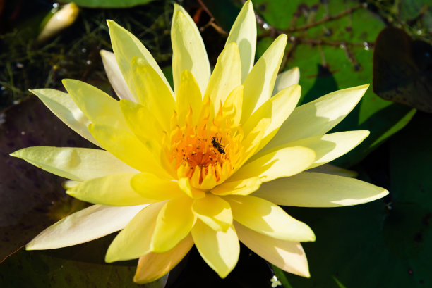 荷叶荷叶背景荷叶广告