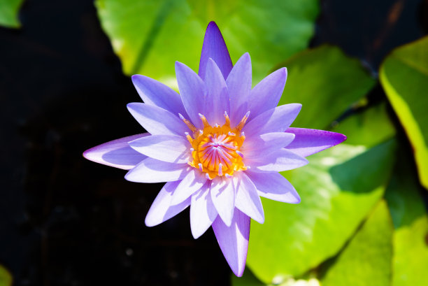 荷叶荷叶背景荷叶广告