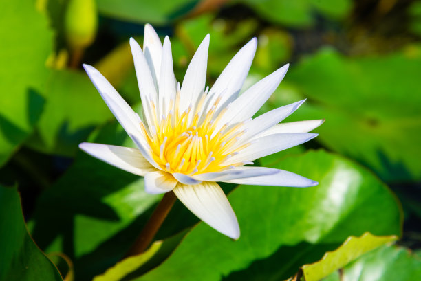 荷叶荷叶背景荷叶广告