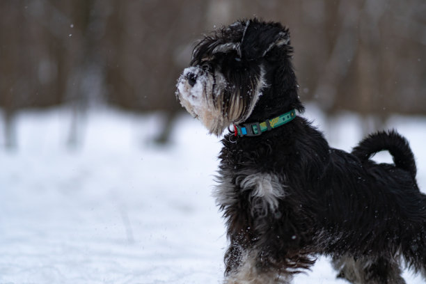 schnauzer