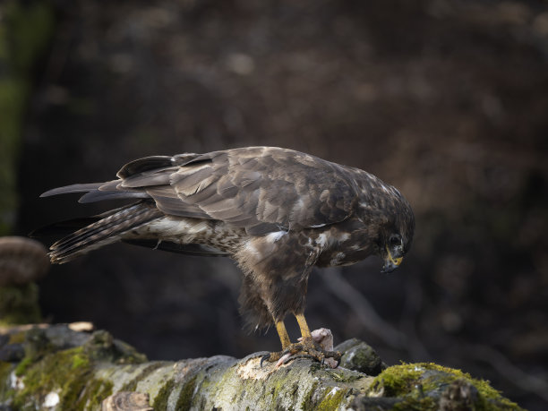 buzzard