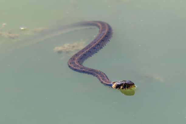 natrix