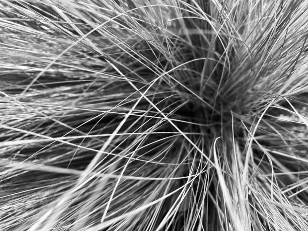 wispy