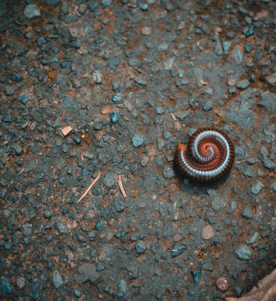millipede