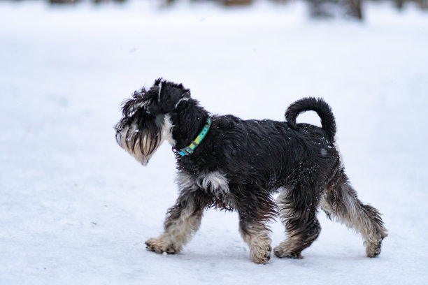 schnauzer