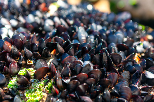 mussels