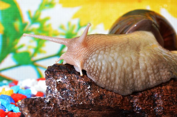 gastropod
