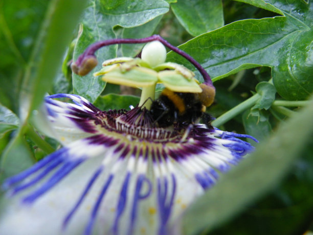 passiflora