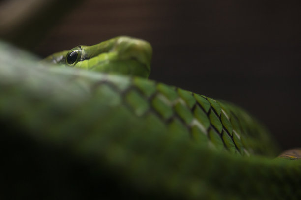 adders