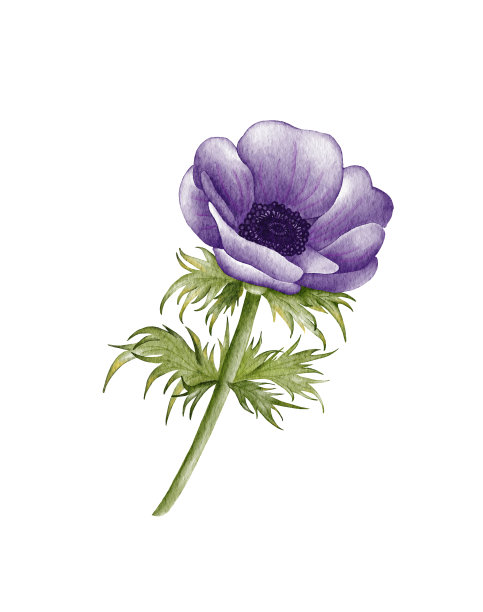 anemone