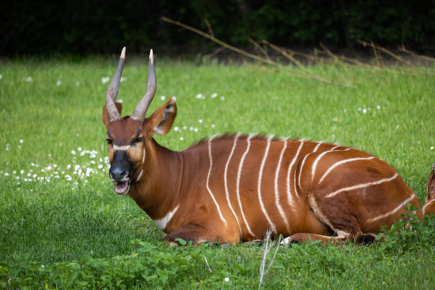 antelope