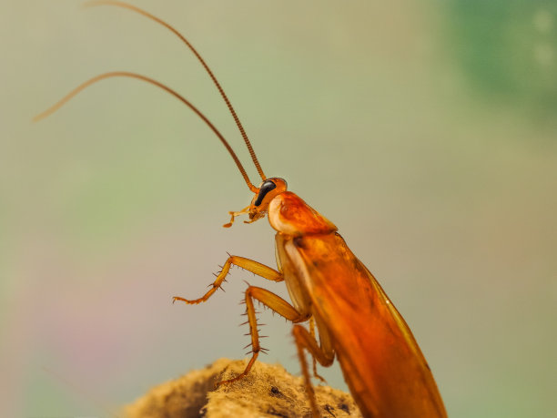 植物上爬行的一只蟑螂