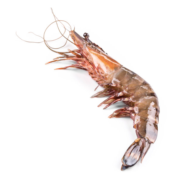 shrimps