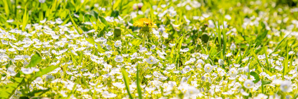 蓝白花卉蝴蝶图案素材