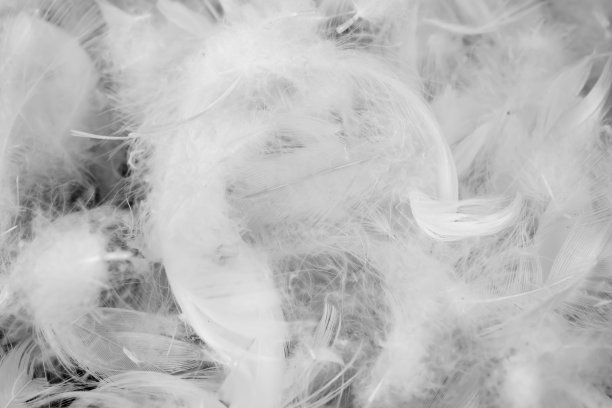 plumage