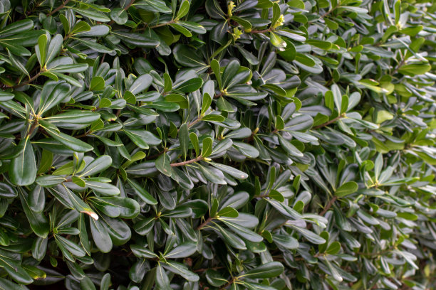 shrub