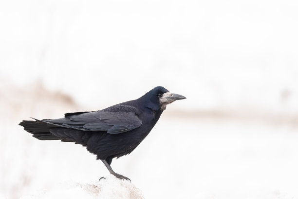 raven