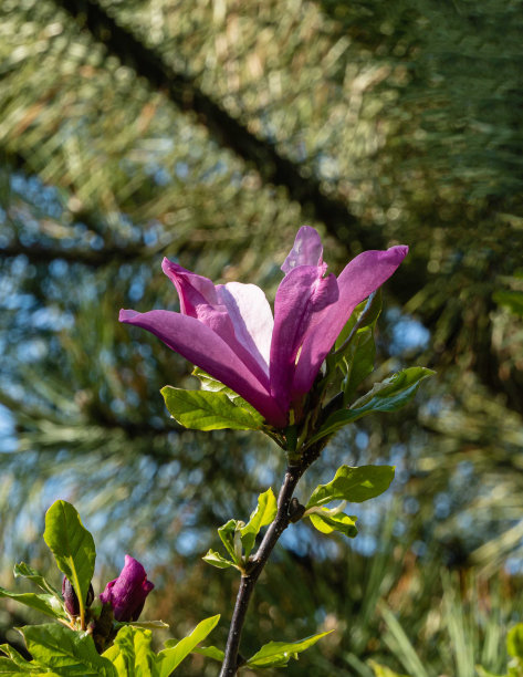 紫色的玉兰花花卉写真