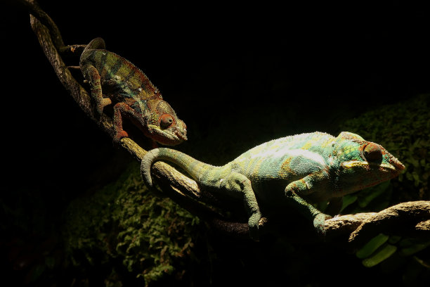 chamaeleon