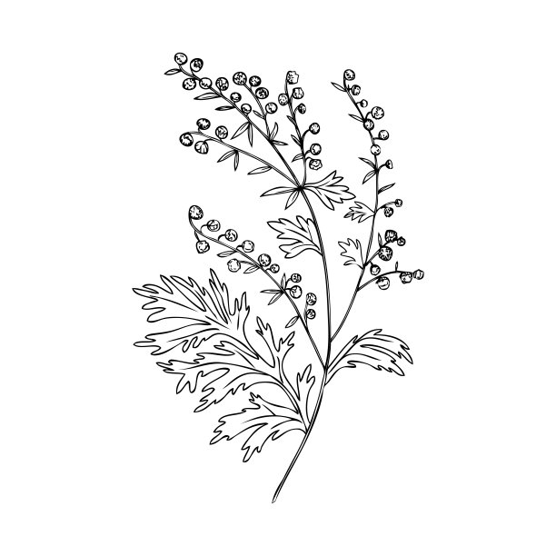 mugwort