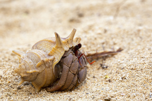 crustacean