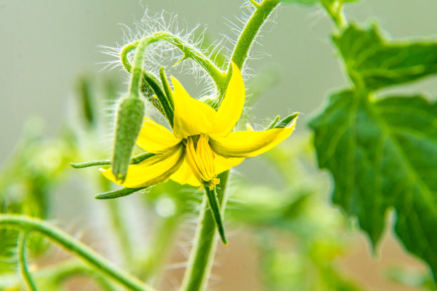 pollination
