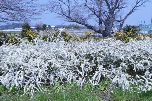 filipendula