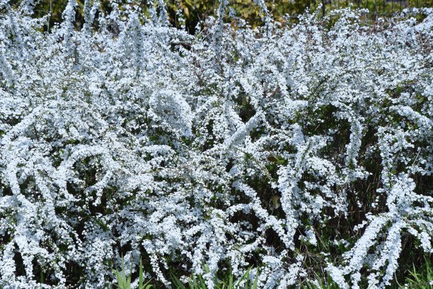 filipendula