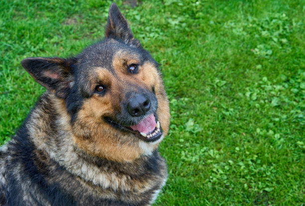 airedale
