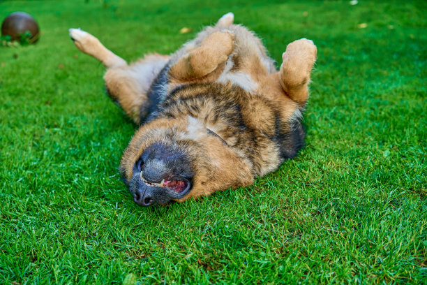 airedale
