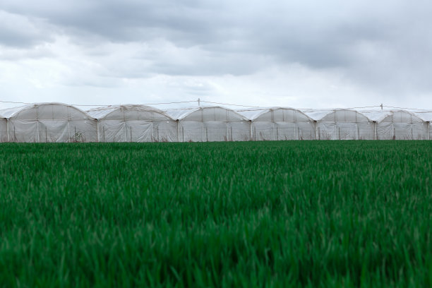 greenhouse