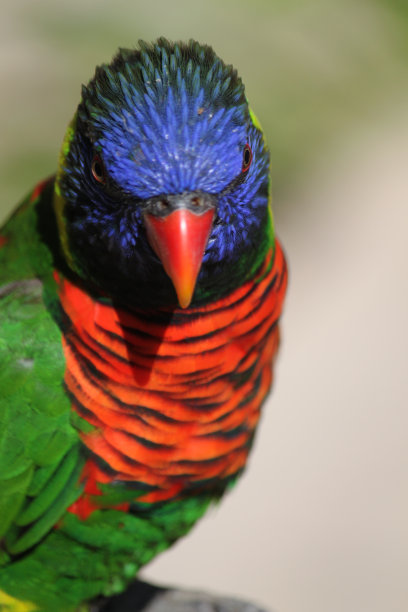lorikeets