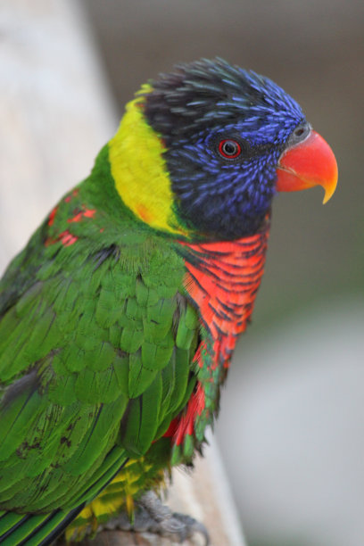 lorikeets