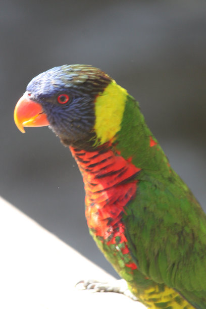 lorikeets