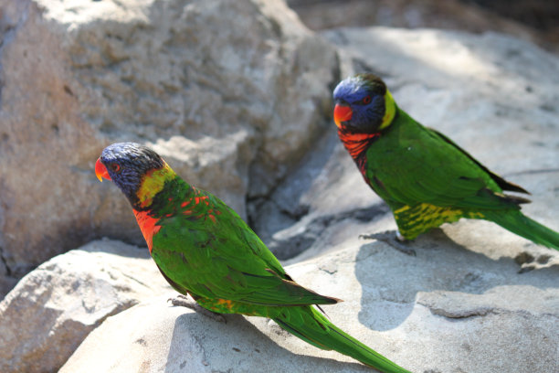 lorikeets