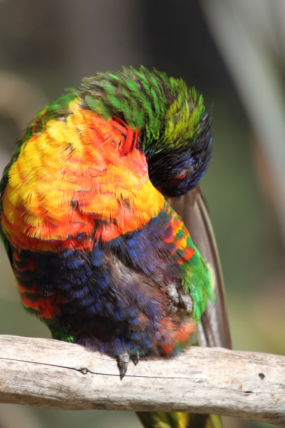lorikeets